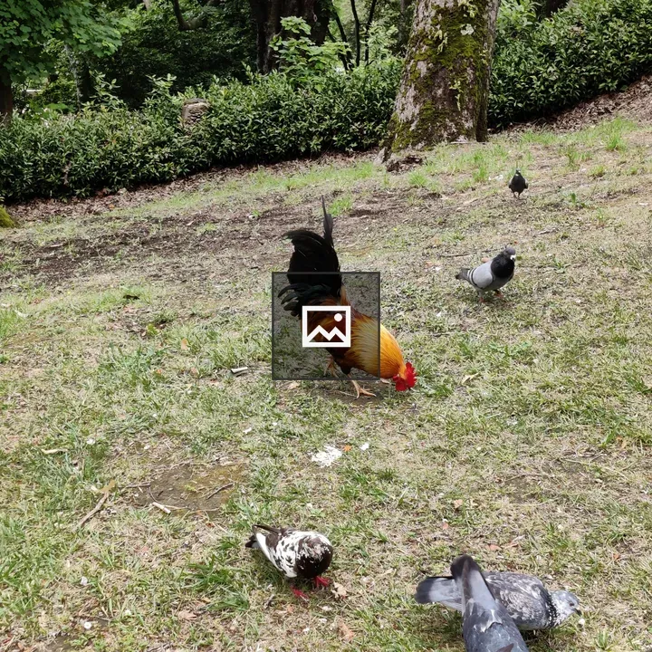 Rooster with Pigeons in Grass