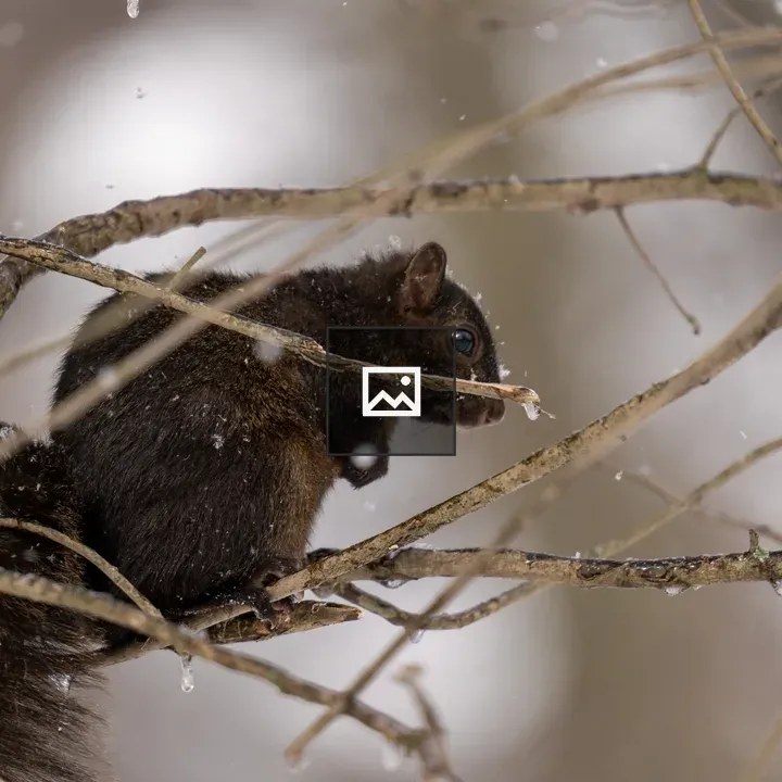 Black squirrel on a branch