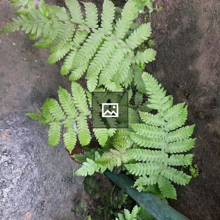 Close-up Fern Leaves