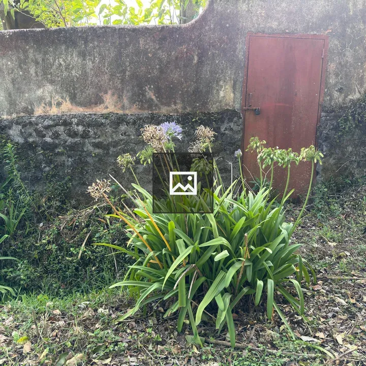 Plants in front of old wall