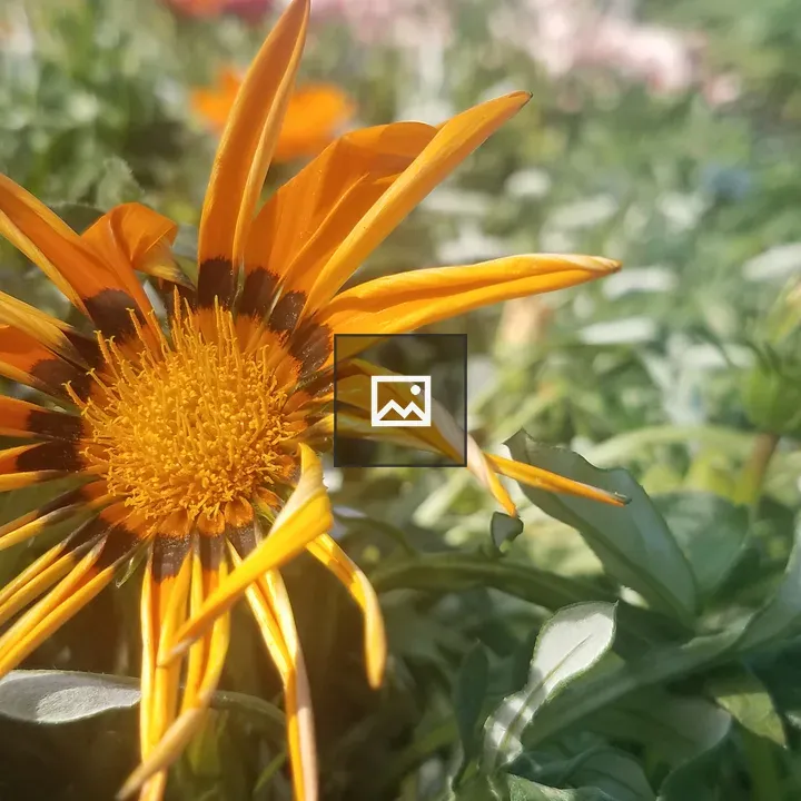 Wilting flower