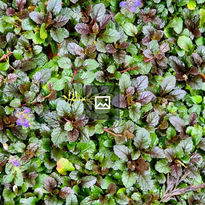 Ground cover plant close-up
