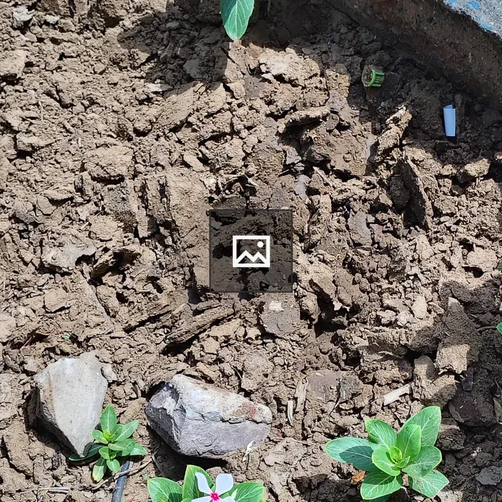 Patch of soil with flowering plants