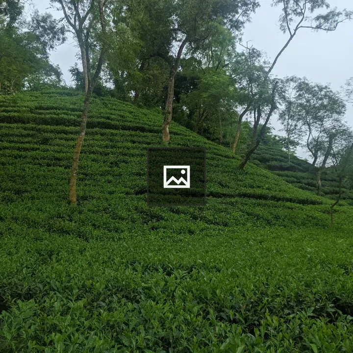 Tea plantation hillside in Sreemangal