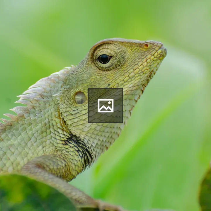 Lizard on Green Leaves