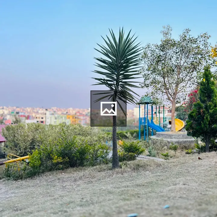 Yucca Plant and City View