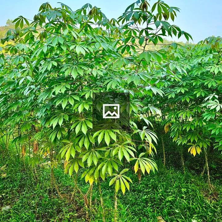 Manihot esculenta plants in morning