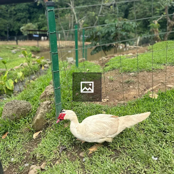 White duck walking in grass by fence