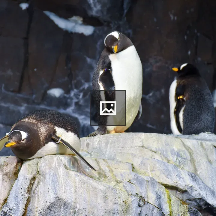 Three penguins