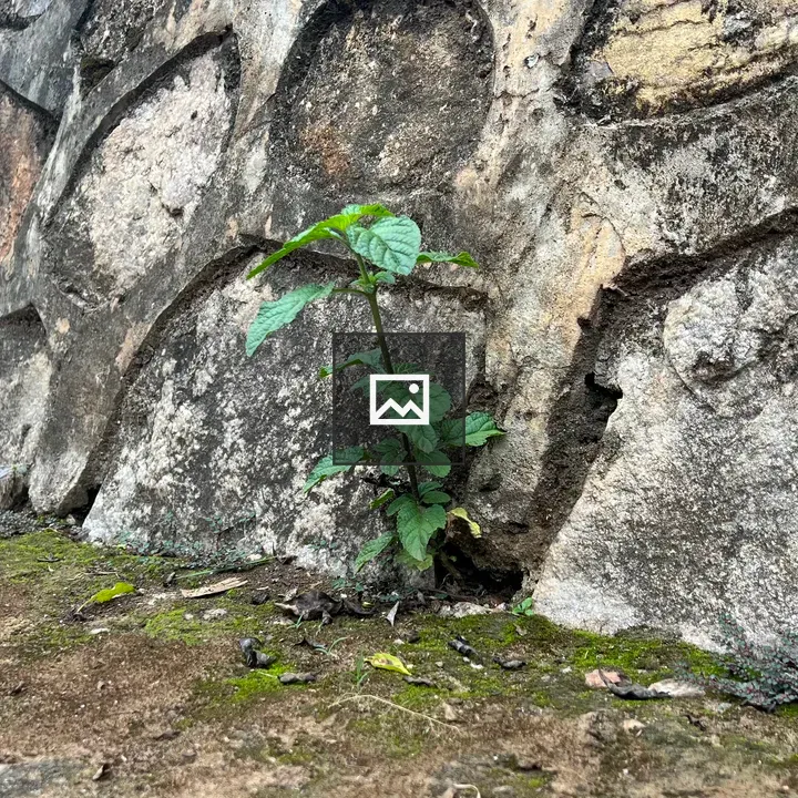 Small green plant between wall and ground