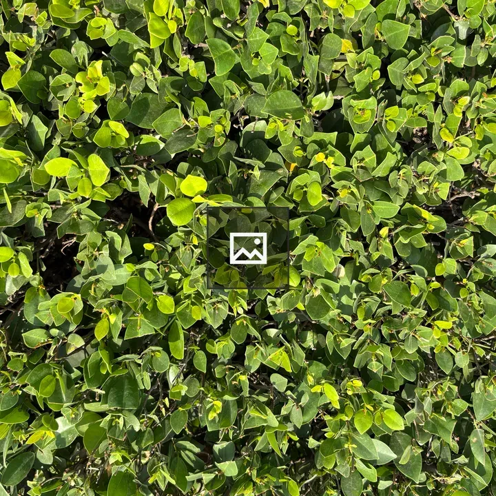 Dense green foliage pattern