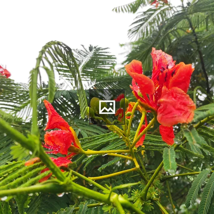 Royal poinciana flower