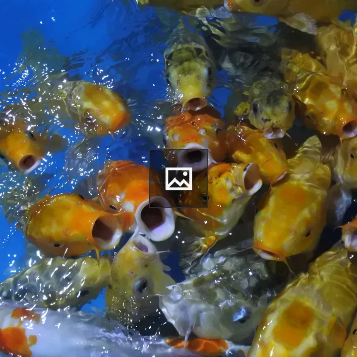 Colorful Fish Feeding