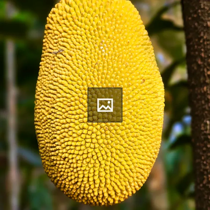 Jackfruit Close Up