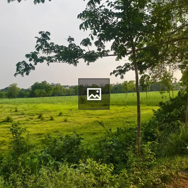 Green Field Through Trees