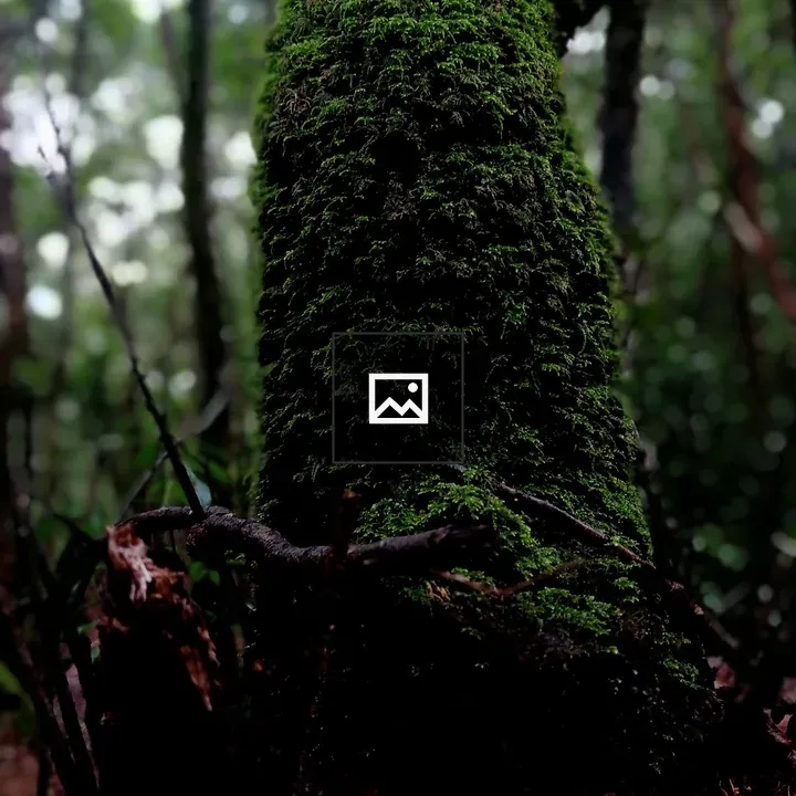 Nature branch with moss