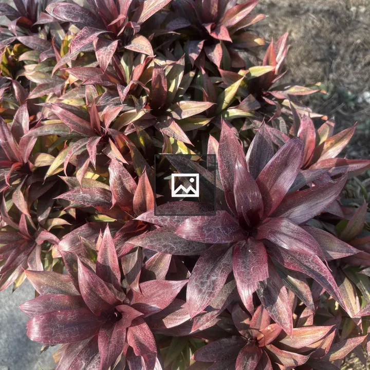 Dense red-tinted leaves