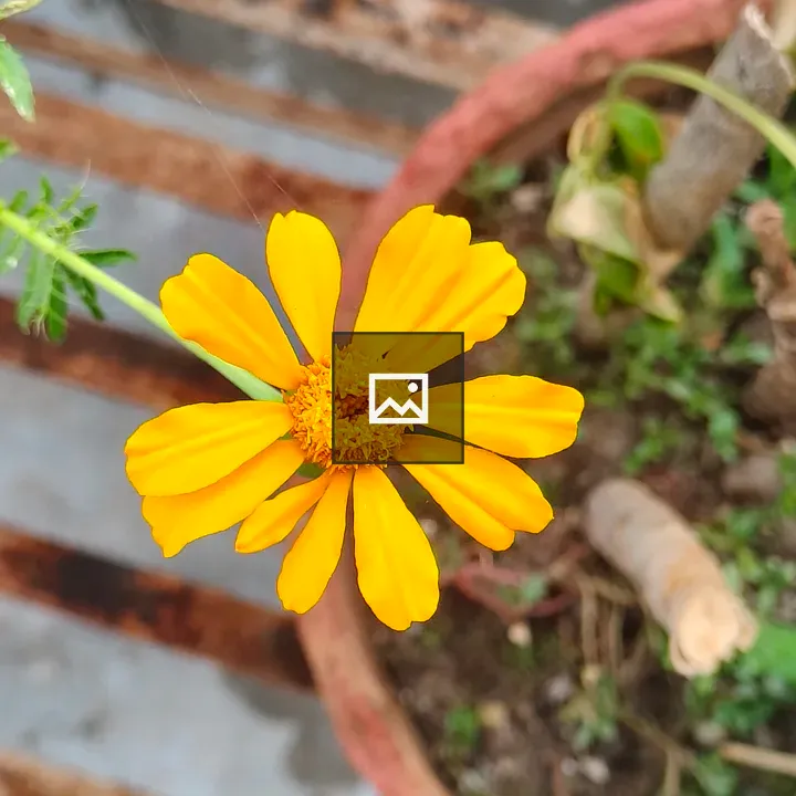 Close-up yellow flower with orange center