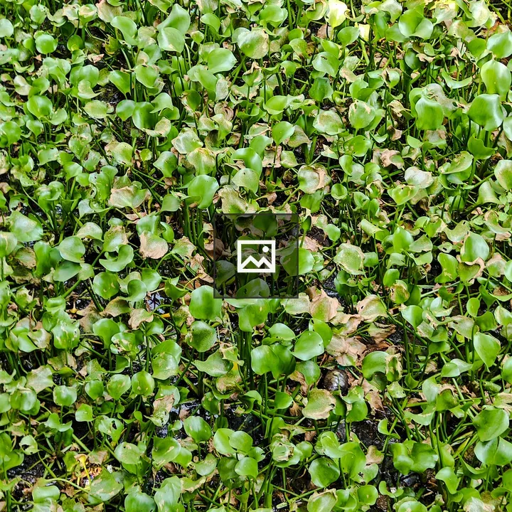 Water hyacinth in Kerala