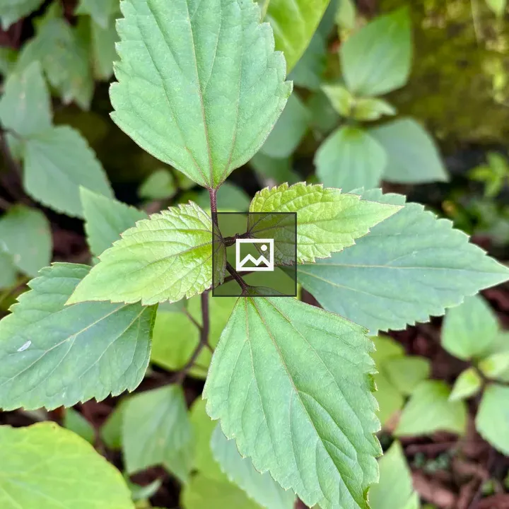 Close-up Leaves with Serrated Edges
