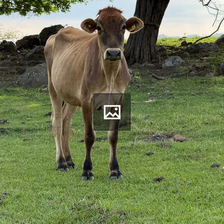 Brown cow in pasture