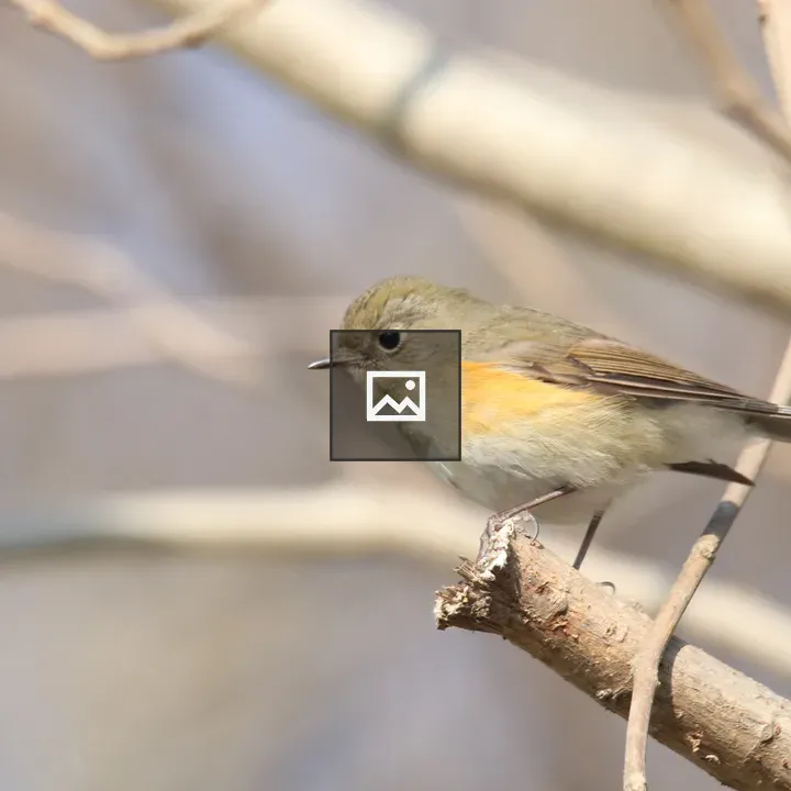 Red-flanked Bluetail on Branch