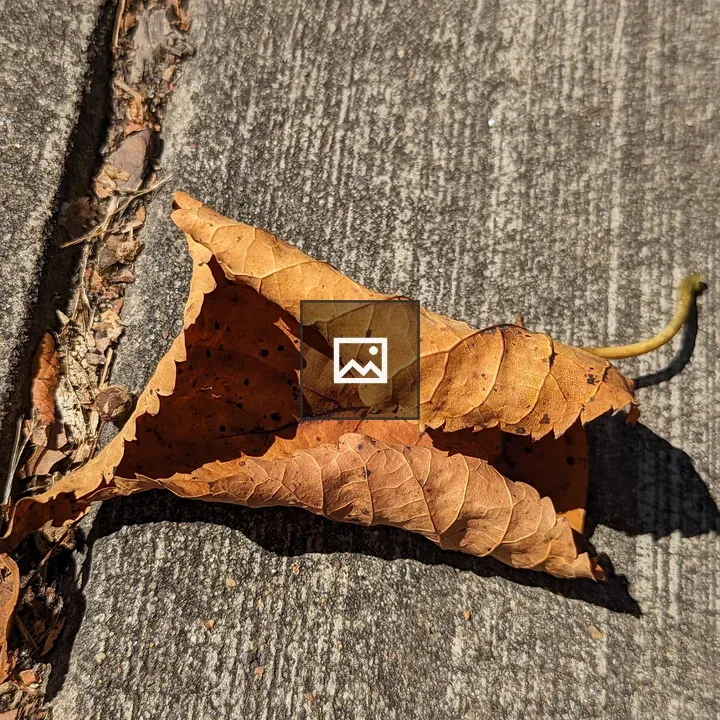 Wilted leaf on concrete