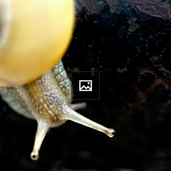 Snail on a rusty structure