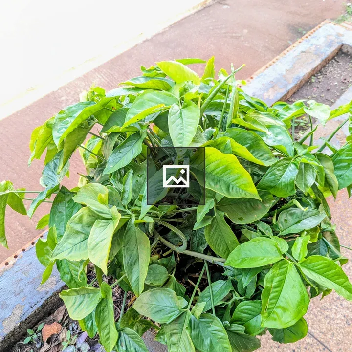Arrowhead-leaf Plant