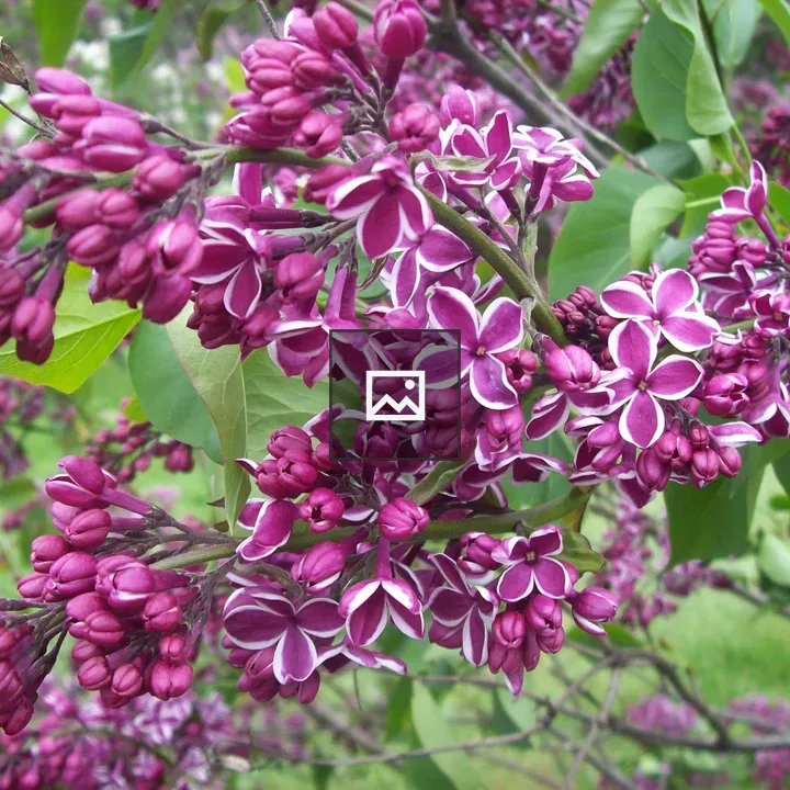 Lilacs Flowers