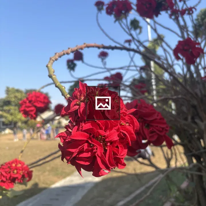 Close-up Red Flowers on Branch