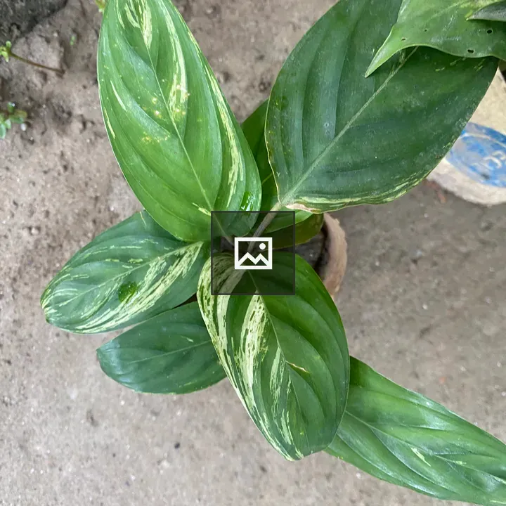 Top-down Plant with Glossy Leaves