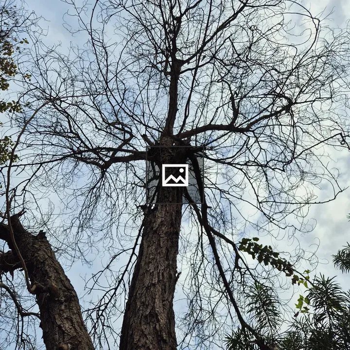 Leafless tree against cloudy sky