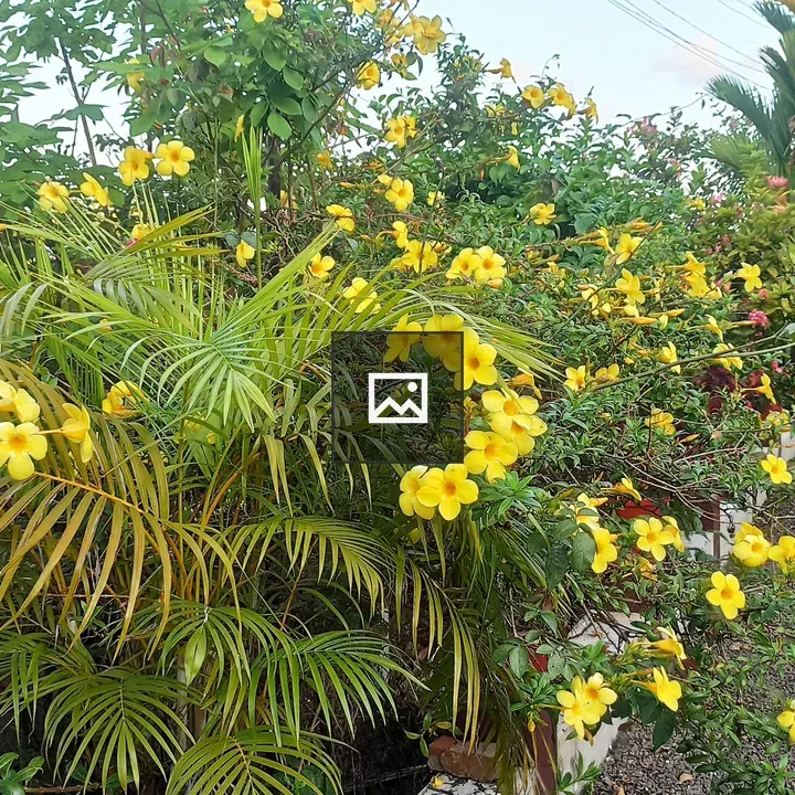 A lush garden with yellow flowers