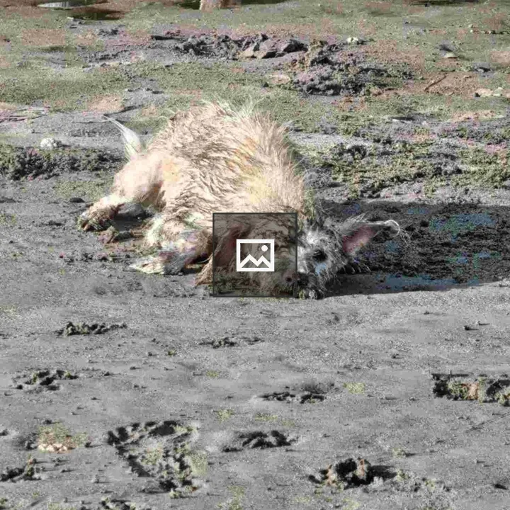 Duffy the dog on muddy beach