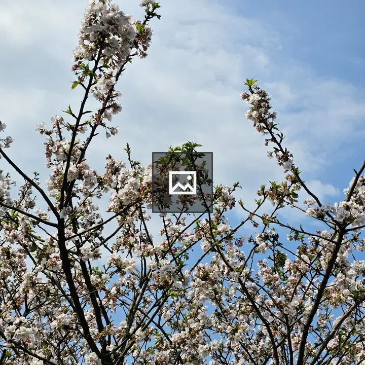 Sakura tree in bloom