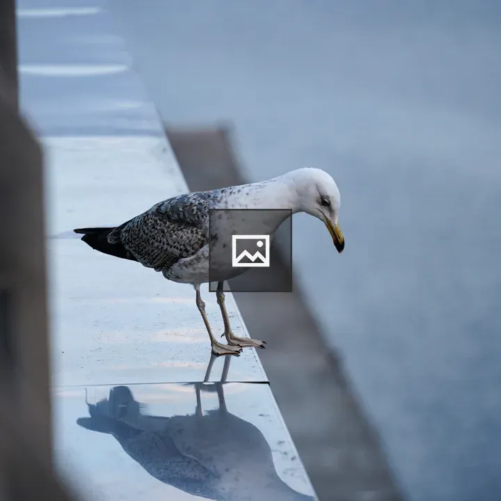 Seagull on reflective surface