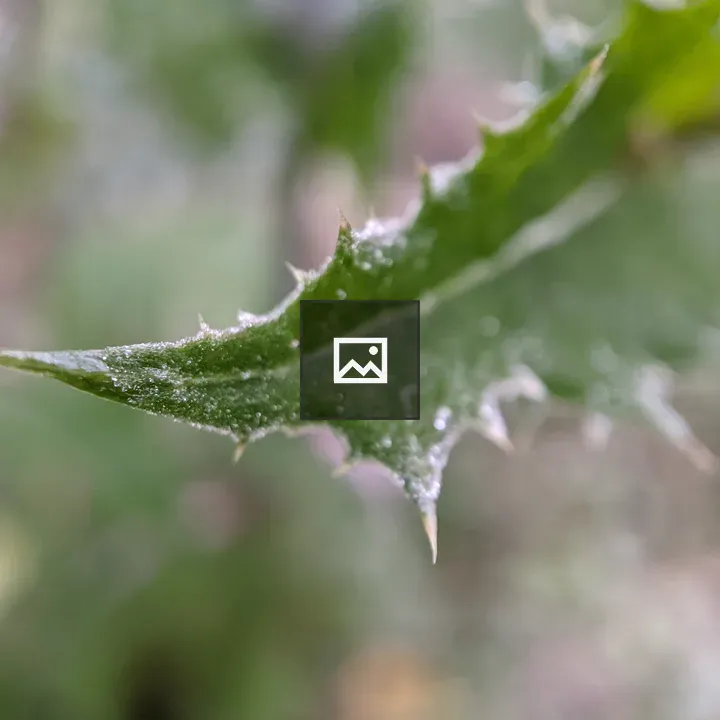 Frost on a dandelion leaf