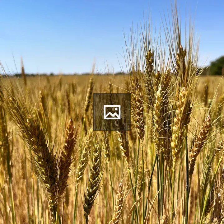 Wheat Fields
