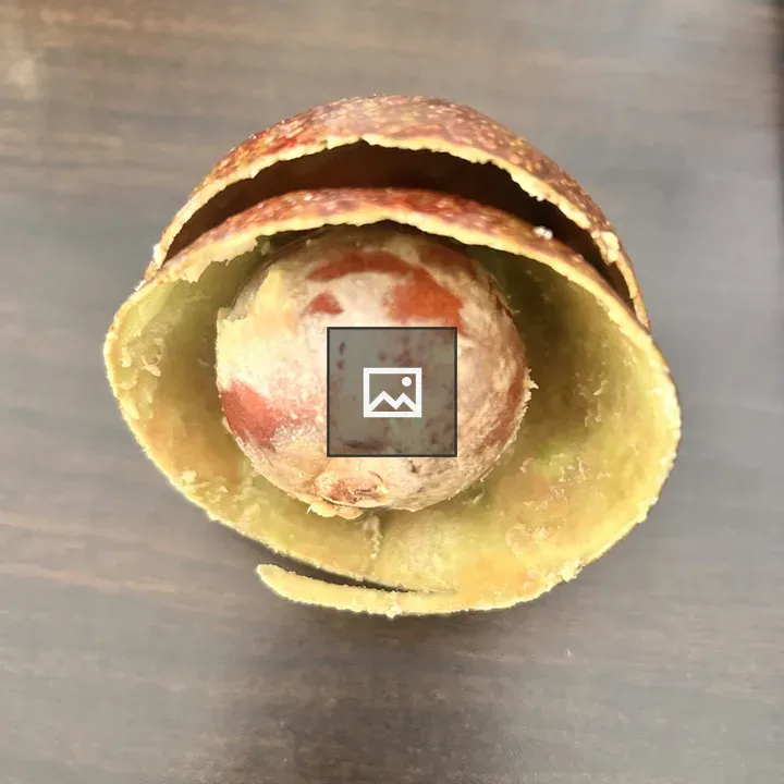 Walnut shell with ripe avocado
