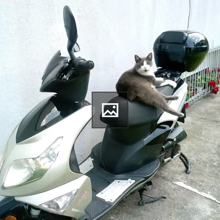 Grey tuxedo cat on motorcycle