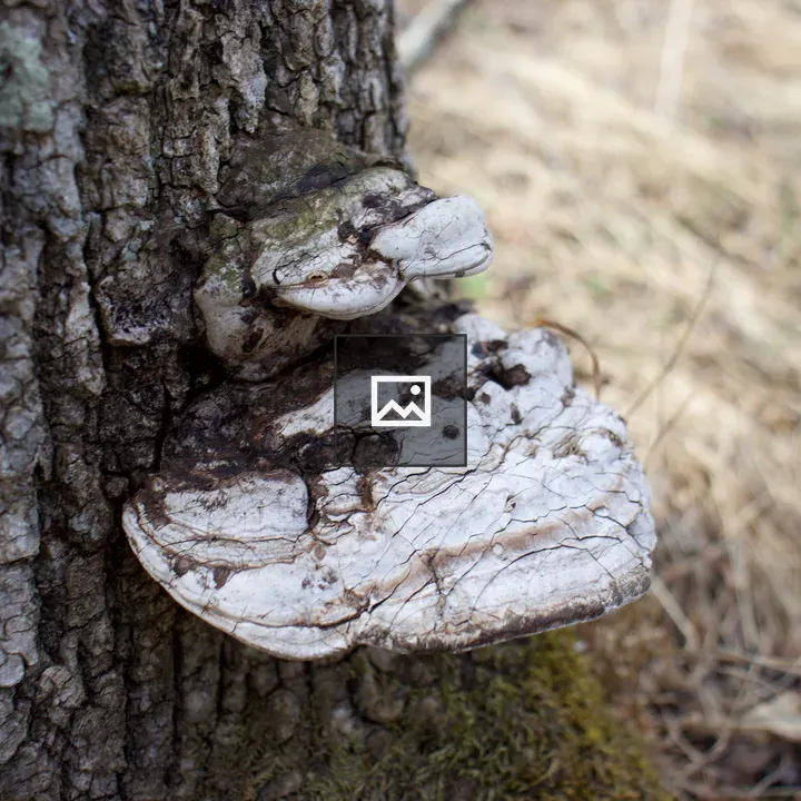 White mushrooms on tree