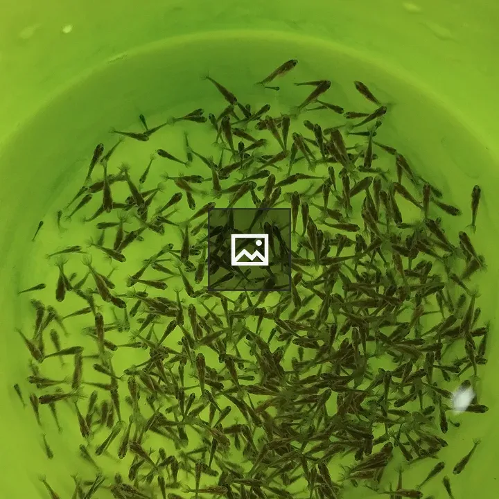 Baby fish dishware scene