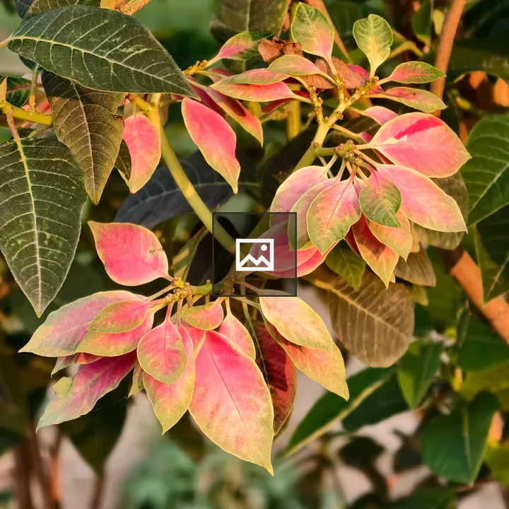 Poinsettia plant close-up