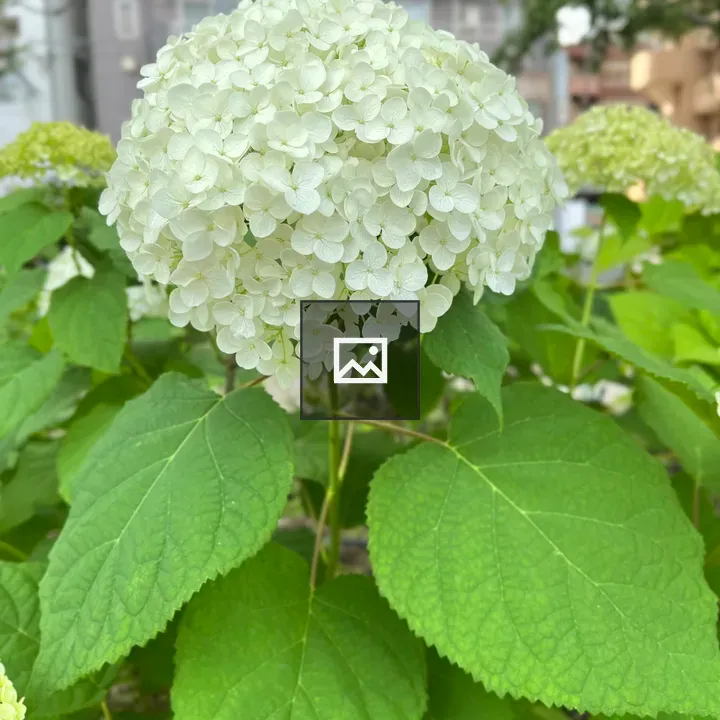 White hydrangea close-up