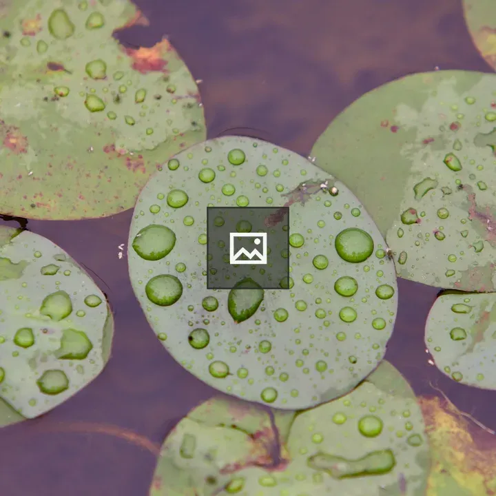 Water drops on a lily pad