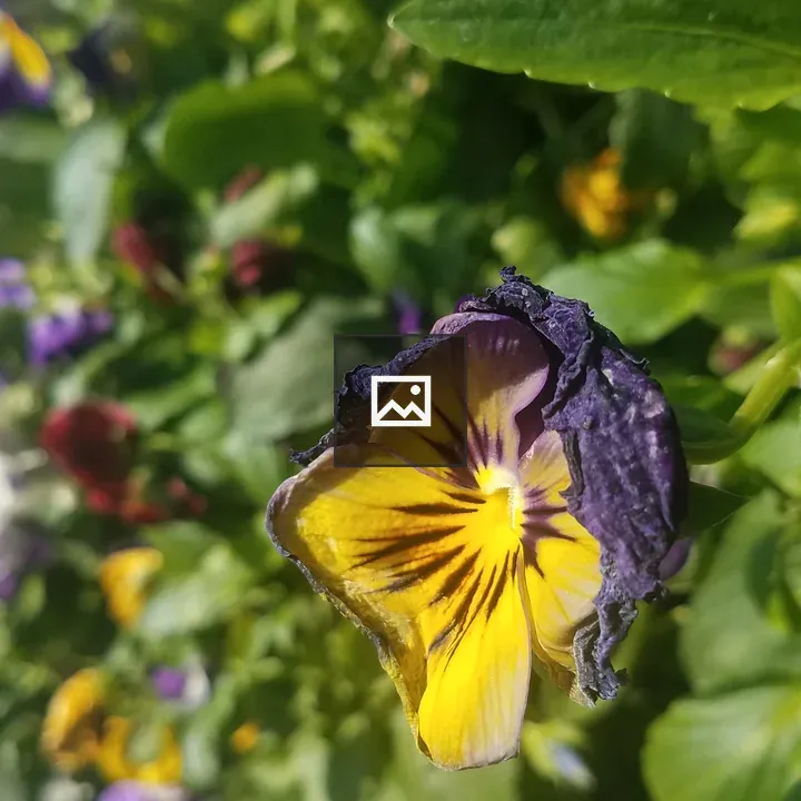 Fading pansy