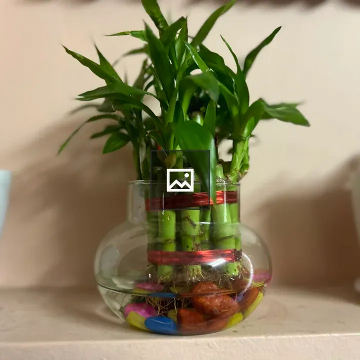 Lucky bamboo indoor plant