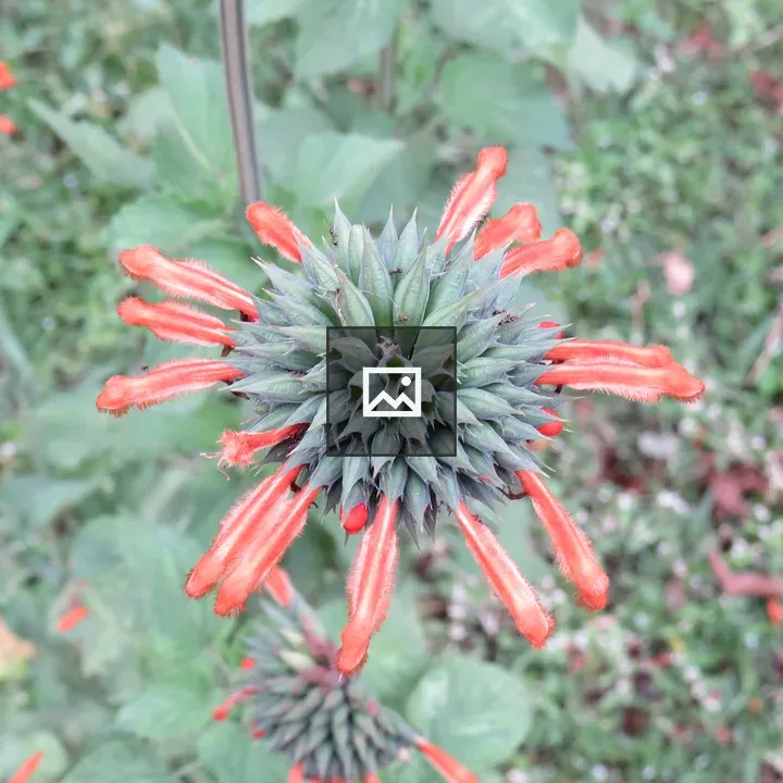 Leonotis flower viewed from above