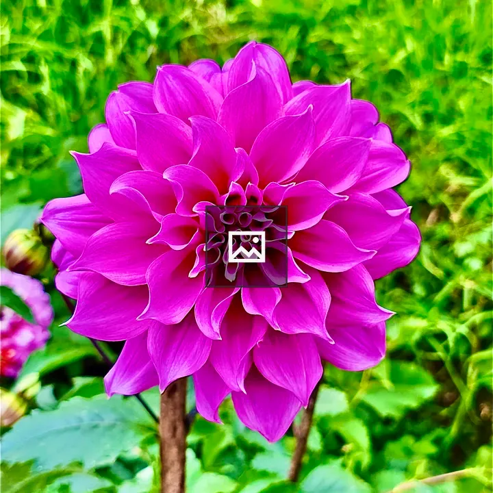 Dahlia flower from Rose Garden Ooty